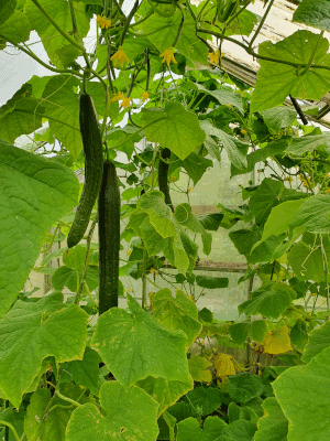 Gurken im Gewächshaus