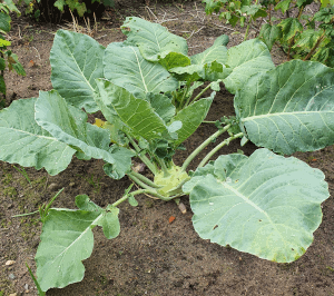 Kohlrabi im Garten