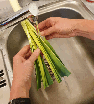 immer noch Porreee waschen