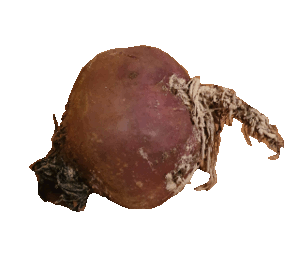 Rote Bete