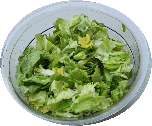 Kopfsalat